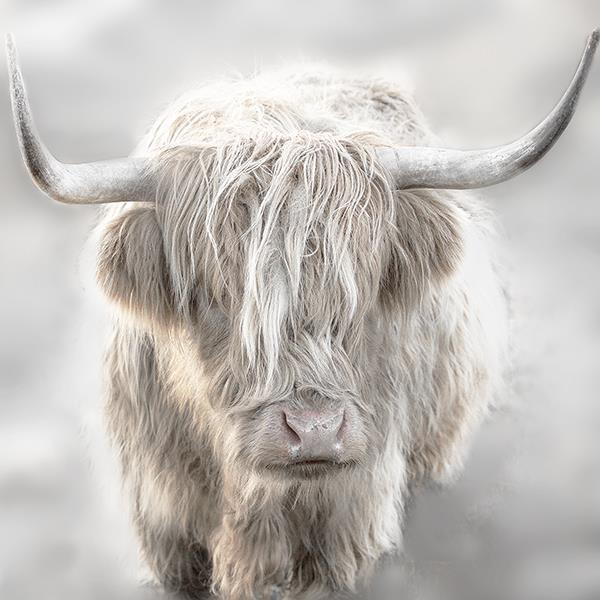 Soft Solo Highland By Danita Delimont (Framed Small) - Gray