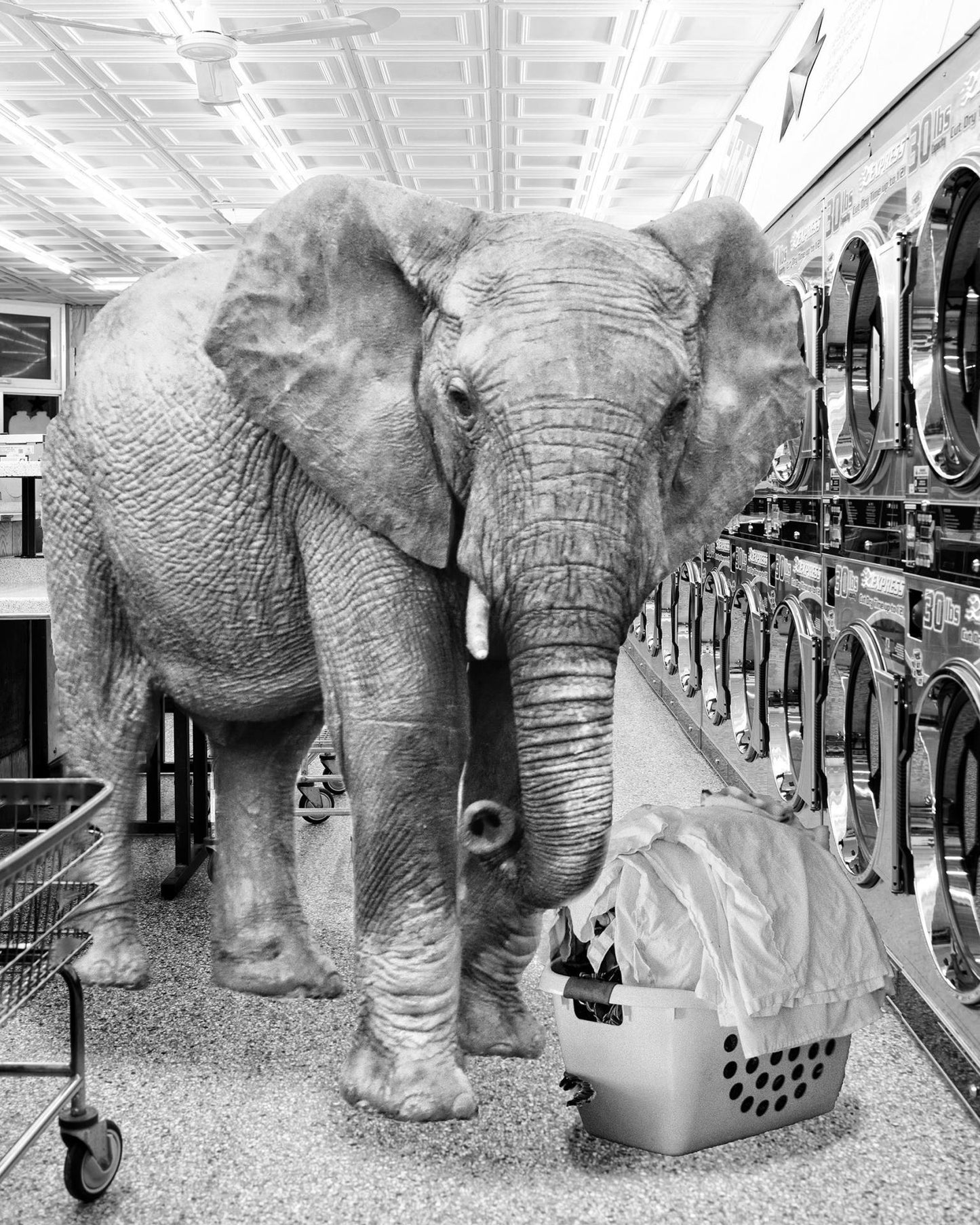 Safari Laundromat Elephant - Gray