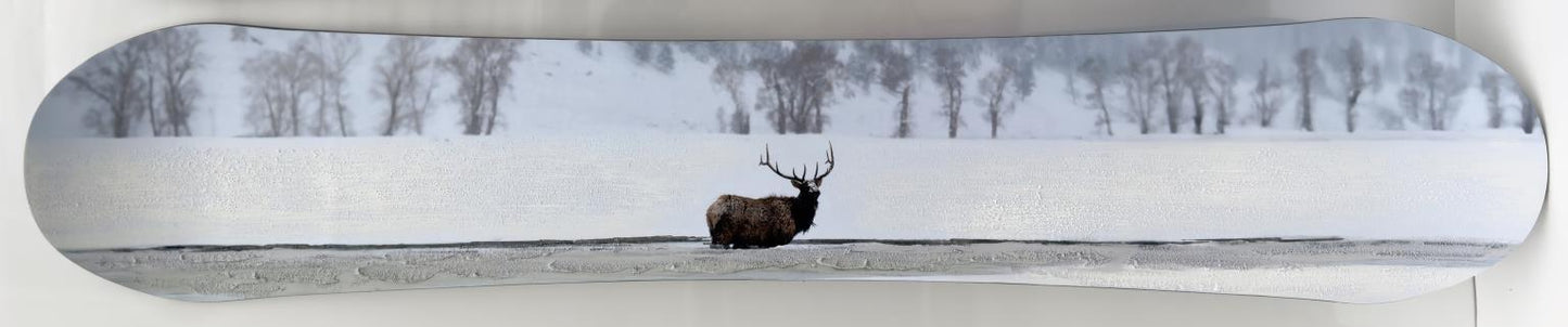 Snowboard - Elk - Light Blue
