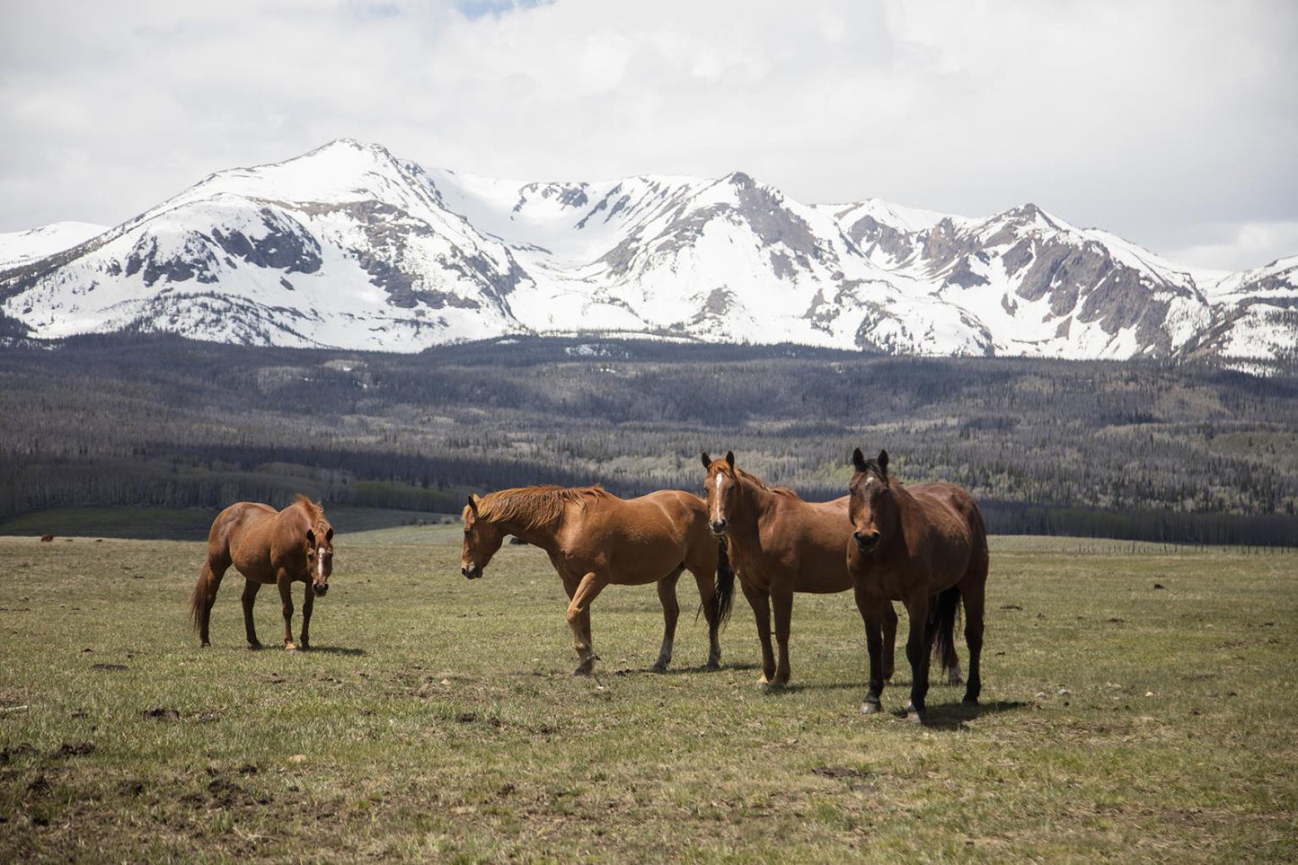 Horse Perspective By Piddix - Green
