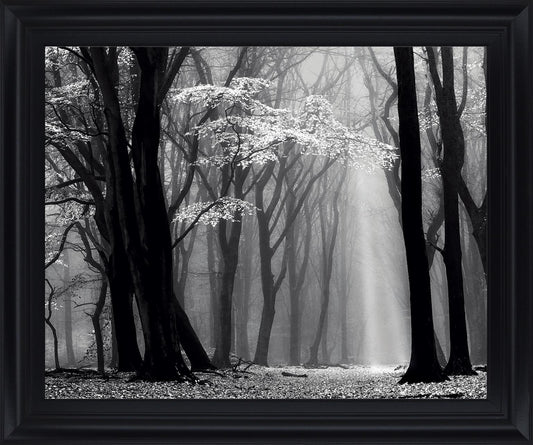 Silent Grove Shadows - 28" x 34" Framed Wall Art