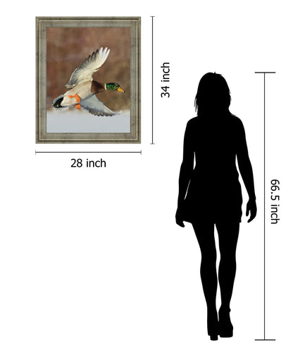 Mallard Glide - 28" x 34" Framed Wall Art