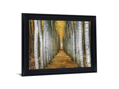 Golden Birch Passage - 28" x 34" Framed Wall Art