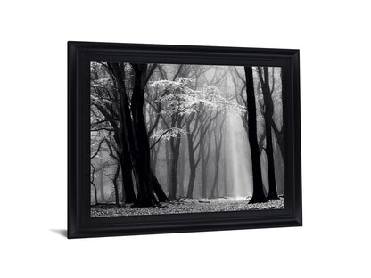 Silent Grove Shadows - 28" x 34" Framed Wall Art
