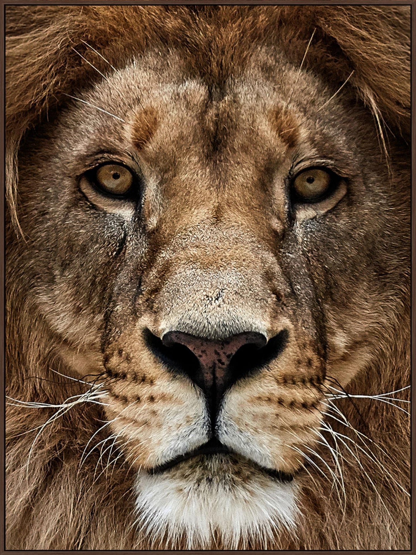Majestic Gaze - 36" x 48" Framed Wall Art