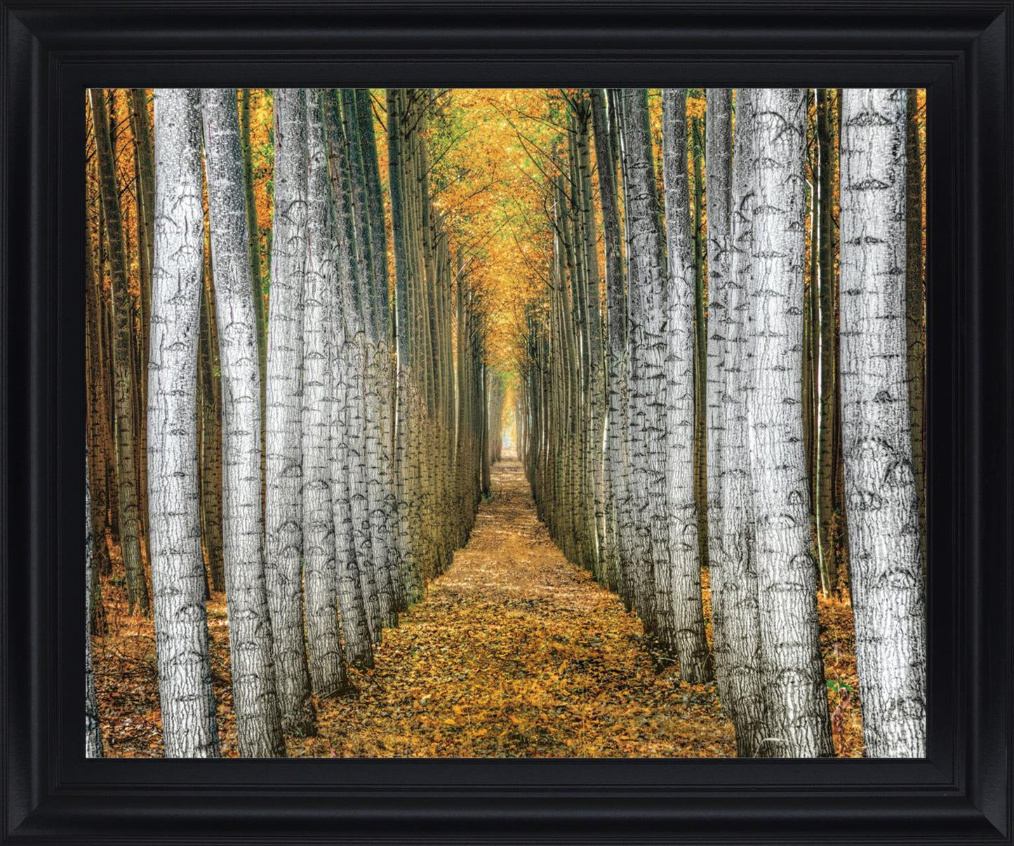 Golden Birch Passage - 28" x 34" Framed Wall Art