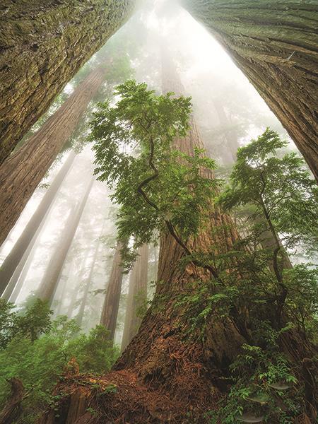Cathedral Of Nature By Martin Podt Photography - Green