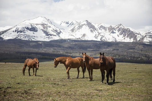 Horse Perspective By Piddix - Green