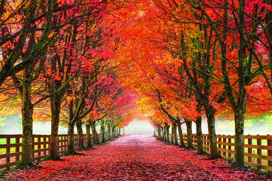 30x40 Small - North Bend Trees By Aaron Reed - Red