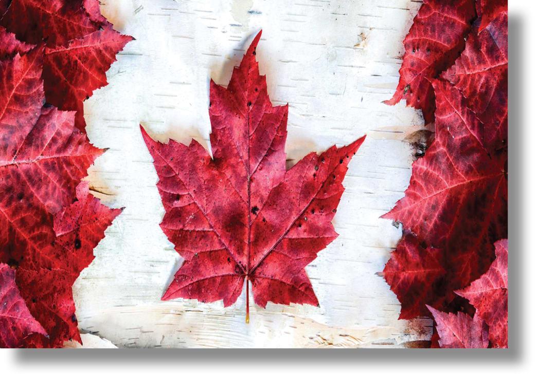 Crimson Maple Reverie - 40" x 60" Framed Wall Art